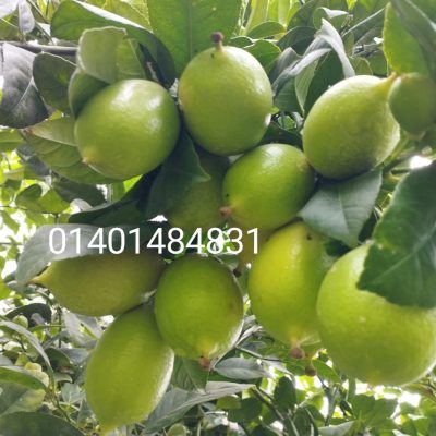86ba51c1-6cce-4bb9-99c8-b8afec3063df.jpg